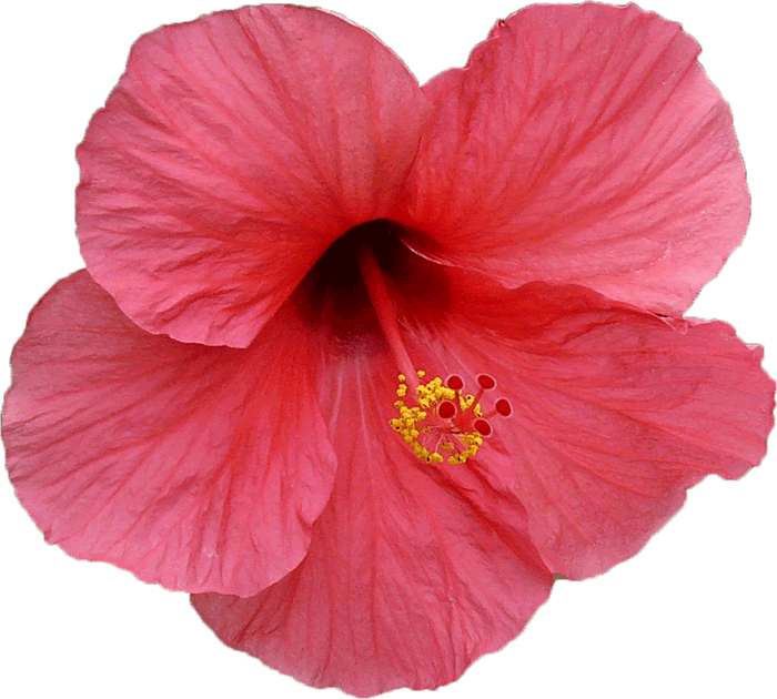 hibiscus